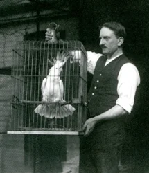 Um tratador segura uma catatua-de-crista-amarela, Jade, na sua gaiola no Jardim Zoológico de Londres em outubro de 1924