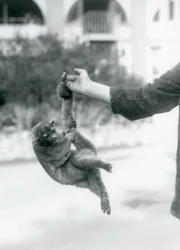 Um jupará suspenso do dedo de um tratador pela cauda preênsil, Jardim Zoológico de Londres, setembro de 1925