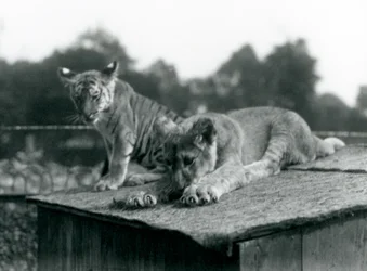 Um leão e uma cria de tigre sentam-se juntos no telhado da sua toca, Jardim Zoológico de Londres, Setembro de 1925 (foto a p/b)
