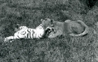 A lion and tiger cub wrestle on the grass, Jardim Zoológico de Londres, Setembro de 1925 (foto a p/b)