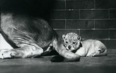 Uma cria de leão deita-se atrás da cauda da mãe, Jardim Zoológico de Londres, outubro de 1925