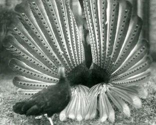 Uma exibição masculina de Argus PheasantGreat Argus, com uma mulher ao lado dele, Zoológico de Londres, janeiro de 1926