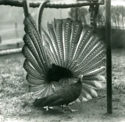 Uma exibição masculina de Argus PheasantGreat Argus, com uma mulher ao lado dele, Zoológico de Londres, janeiro de 1926