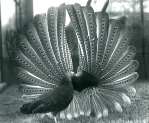 Uma exibição masculina de Argus PheasantGreat Argus, com uma mulher ao lado dele, Zoológico de Londres, janeiro de 1926