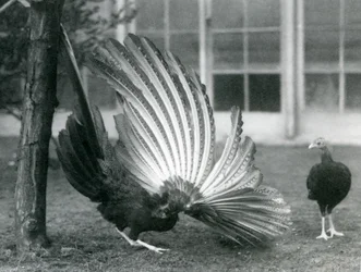 Um macho Argus Faisão, ou Grande Argus, exibindo suas penas de asa e cauda, enquanto uma fêmea está à sua frente, o Zoológico de Londres, janeiro de 1926