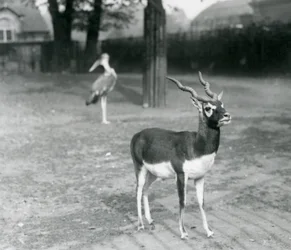 Um Blackbuck macho ou Antílope Indiano em pé num paddock no Jardim Zoológico de Londres, Outubro de 1926 (foto a p/b)