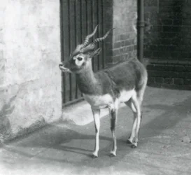 Um antílope-negro macho de pé no seu recinto no Jardim Zoológico de Londres em junho de 1925