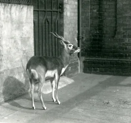 Um antílope-negro macho de pé no seu recinto no Jardim Zoológico de Londres em junho de 1925