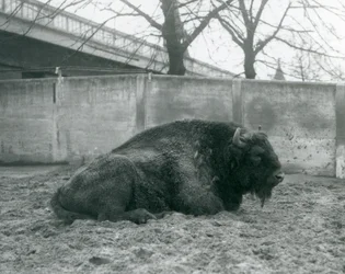 Um, europeu, bisonte europeu, mentindo grama, em, seu, paddock, londres, jardim zoológico, 1927