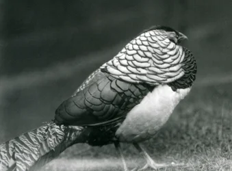 Um faisão de Lady Amherst macho, em pé na relva, no jardim zoológico de Londres.