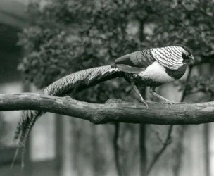 Um, macho, senhora, amhersts, faisão, andar, ao longo, um, horizontal, ramo, em, londres, jardim zoológico, em, 1926