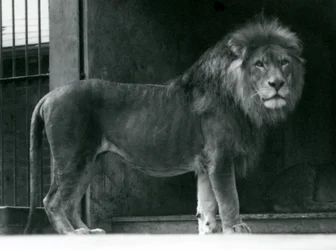 Leão macho no zoológico de Londres, junho de 1924