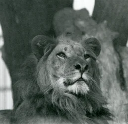 Um Leão macho no Jardim Zoológico de Londres em 1929 (foto a p/b)