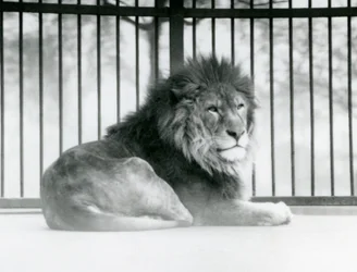 Um Leão macho descansando em seu recinto no Zoológico de Londres em março de 1925