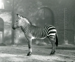 Uma zebra de montanha masculina x Hartmanns Mountain Zebra que está em seu paddock no jardim zoológico de Londres em setembro de 1927