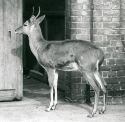 Um macho Southern Reedbuck Common ou Reitbok de pé ao lado da casa antelope, London Zoo, 6 de outubro de 1927