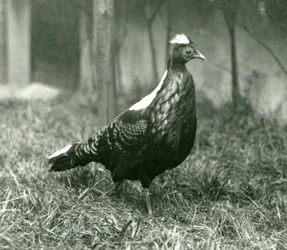 Um macho Swinhoes Pheasant no Zoológico de Londres, em setembro de 1923