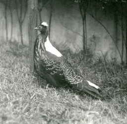 Um macho Swinhoes Pheasant no Zoológico de Londres, em setembro de 1923