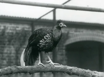 Um Faisão/Crested Fireback macho Veilot