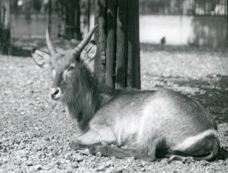 Um, waterbuck masculino, Kobus, ellipsiprymnus, sentando, em, seu, cercar, em, jardim zoológico londres, década de 1920