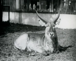 Um Waterbuck macho deitado na relva do seu paddock no Jardim Zoológico de Londres em 1928 (foto a p/b)