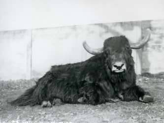 Um Yak macho deitado no seu recinto no Jardim Zoológico de Londres em 1928 (foto a p/b)
