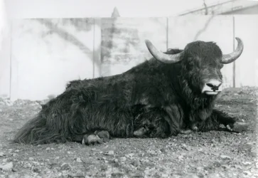 Um Yak macho deitado no seu recinto no Jardim Zoológico de Londres em Agosto de 1928 (foto a p/b)