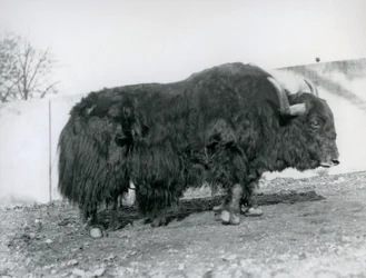 Um iaque macho em pé no seu paddock no Jardim Zoológico de Londres em 1928 (foto a p/b)