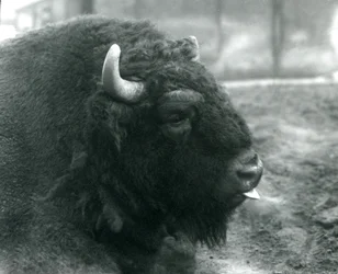 Um bisonte-europeu macho, Jardim Zoológico de Londres, fevereiro de 1928