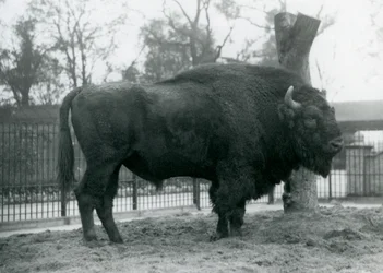 Um bisonte europeu do malebull que está na grama em seu prado. Zoológico de Londres, outubro de 1927. Os vulneráveis bisontes europeus também são conhecidos como Wisent, ou European Wood Bison.