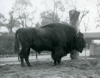 Um bisonte europeu do malebull que está na grama em seu prado. Zoológico de Londres, outubro de 1927. Os vulneráveis bisontes europeus também são conhecidos como Wisent, ou European Wood Bison.