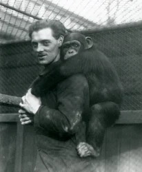 Um homem carrega Chimpanzé Sally de costas, zoológico de Londres, 1924
