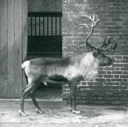 Um cervo maduro da rena que está em seu prado no jardim zoológico de Londres em 1925