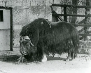 Um touro Muskox maduro, também soletrado boi almiscarado e Musk-ox de pé, comendo em seu paddock no zoológico de Londres em 1931 (foto a p/b)