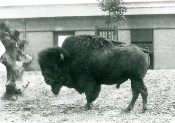Um, quase, ameaçado, americano, BisonBuffalo, touro, ficar, em, seu, paddock, londres, jardim zoológico, 1927