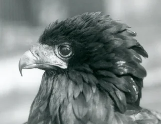 Uma quase ameaçada Bateleur Eagle no zoológico de Londres em 1927