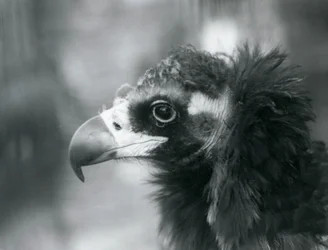 Um abutre-preto-eurasiático quase ameaçado no Jardim Zoológico de Londres, 1927