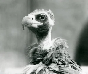Um abutre-preto-eurasiático quase ameaçado no Jardim Zoológico de Londres, julho de 1926