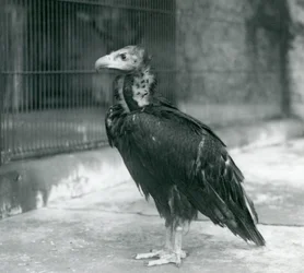 Um abutre-preto-eurasiático quase ameaçado de pé no Jardim Zoológico de Londres, 1927