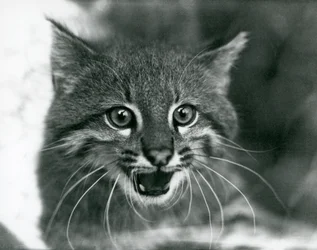 Um gato Pampas/Pantanal Cat/Colocolo quase ameaçado no Jardim Zoológico de Londres em 1929 (foto a p/b)