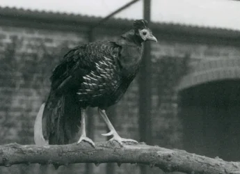 Um fireback de Viellots quase ameaçado, ou Fireback Crested, em pé em um galho, London Zoo, 1927