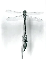 Uma recém-emergida libélula de anéis de ouro seca suas asas enquanto descansa em uma palheta sobre sua casca larvar vazia, ou exúvia, zoológico de Londres, 1925