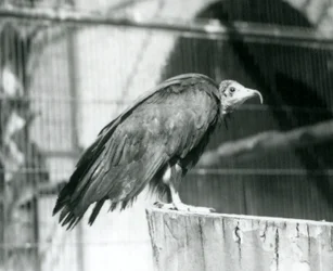 Um agora abutre com capuz criticamente ameaçado de pé em um log, zoológico de Londres, de setembro de 1925