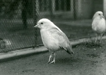 Um par de Kagus, ou Cagous, de pé no chão de seu recinto no Zoológico de Londres, 1927