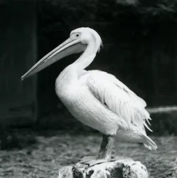 Pelicano, ficar, ligado, um, toco árvore, em, jardim zoológico londres, em, setembro, 1925
