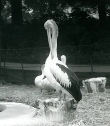 Um, pelicano, ficar, ligado, um, toco árvore, preening, seu, pescoço, em, jardim zoológico londres, em, setembro, 1925