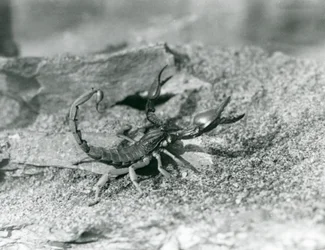Um escorpião no Zoo de Londres em 1929