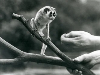 Um loris delgado que está em um ramo mantido por um depositário, jardim zoológico de Londres, em agosto de 1926