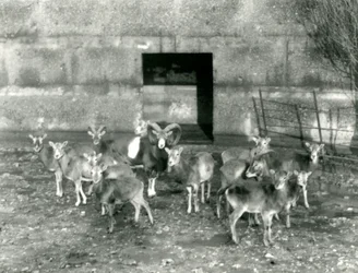 Um pequeno rebanho de Mouflon no zoológico de Londres em novembro de 1926