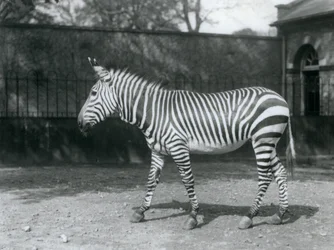 Uma zebra vulnerável de Hartman em pé no seu paddock no Jardim Zoológico de Londres